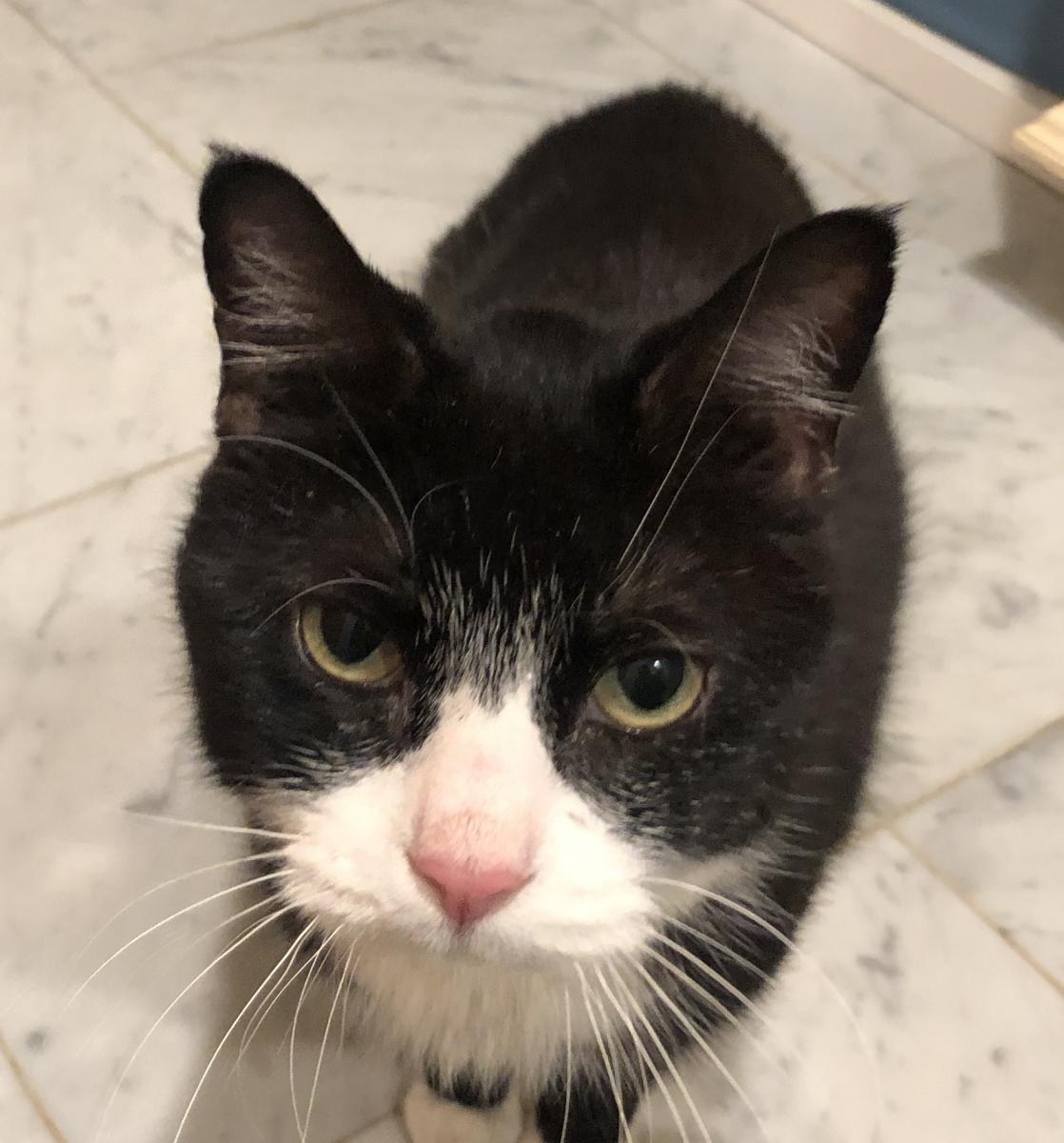  Found  Cat  Unknown in BROOKLYN NY  Lost  My Kitty