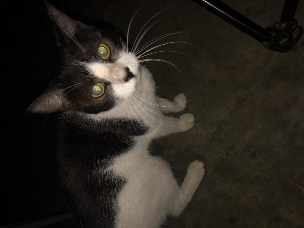 Image of Oreo Grace Cookie, Lost Cat