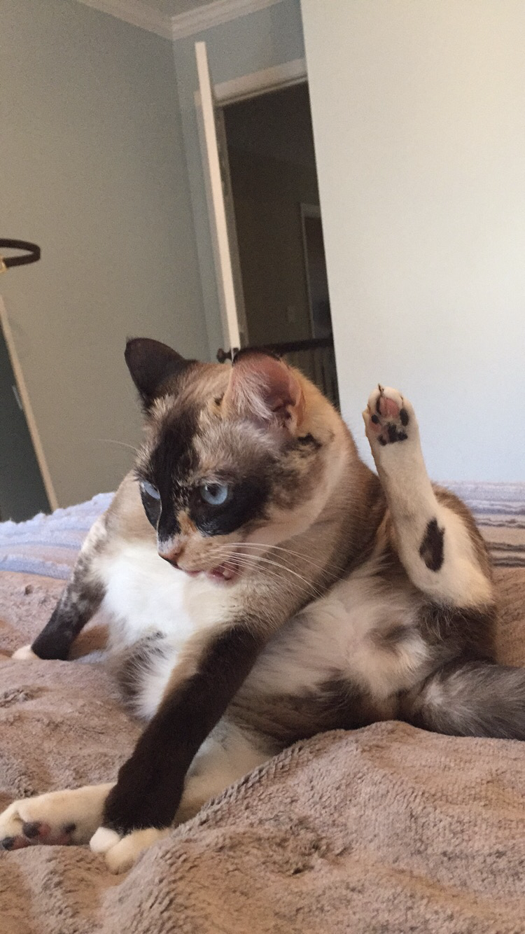 Lost Cat Snowshoe in SANDY SPRINGS, GA Lost My Kitty