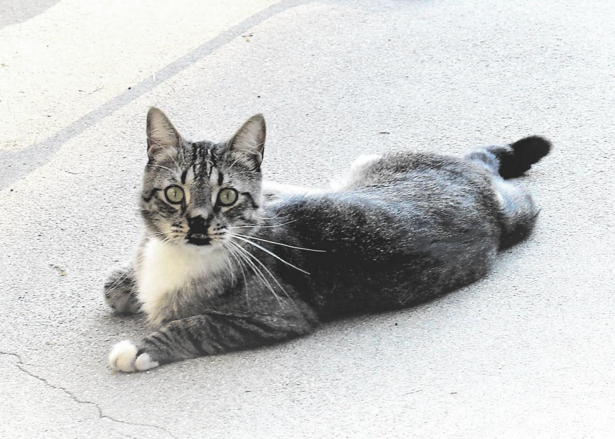 Image of SQUIRT, Lost Cat