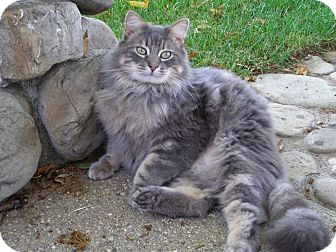 Lost Cat Maine Coon In Fresno Ca Lost My Kitty