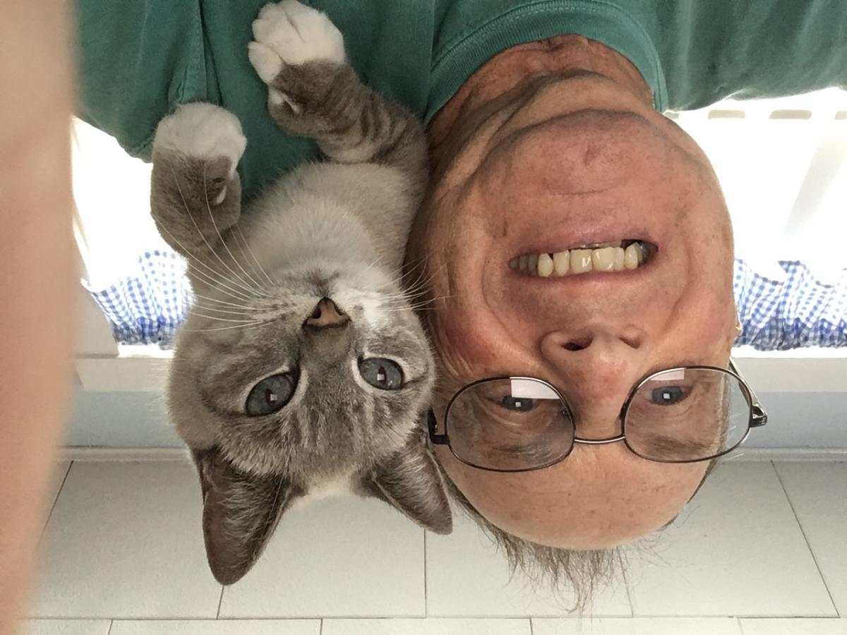 Lost Cat Snowshoe in PORT RICHEY, FL Lost My Kitty