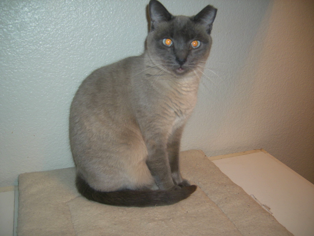 Image of Rima, Lost Cat