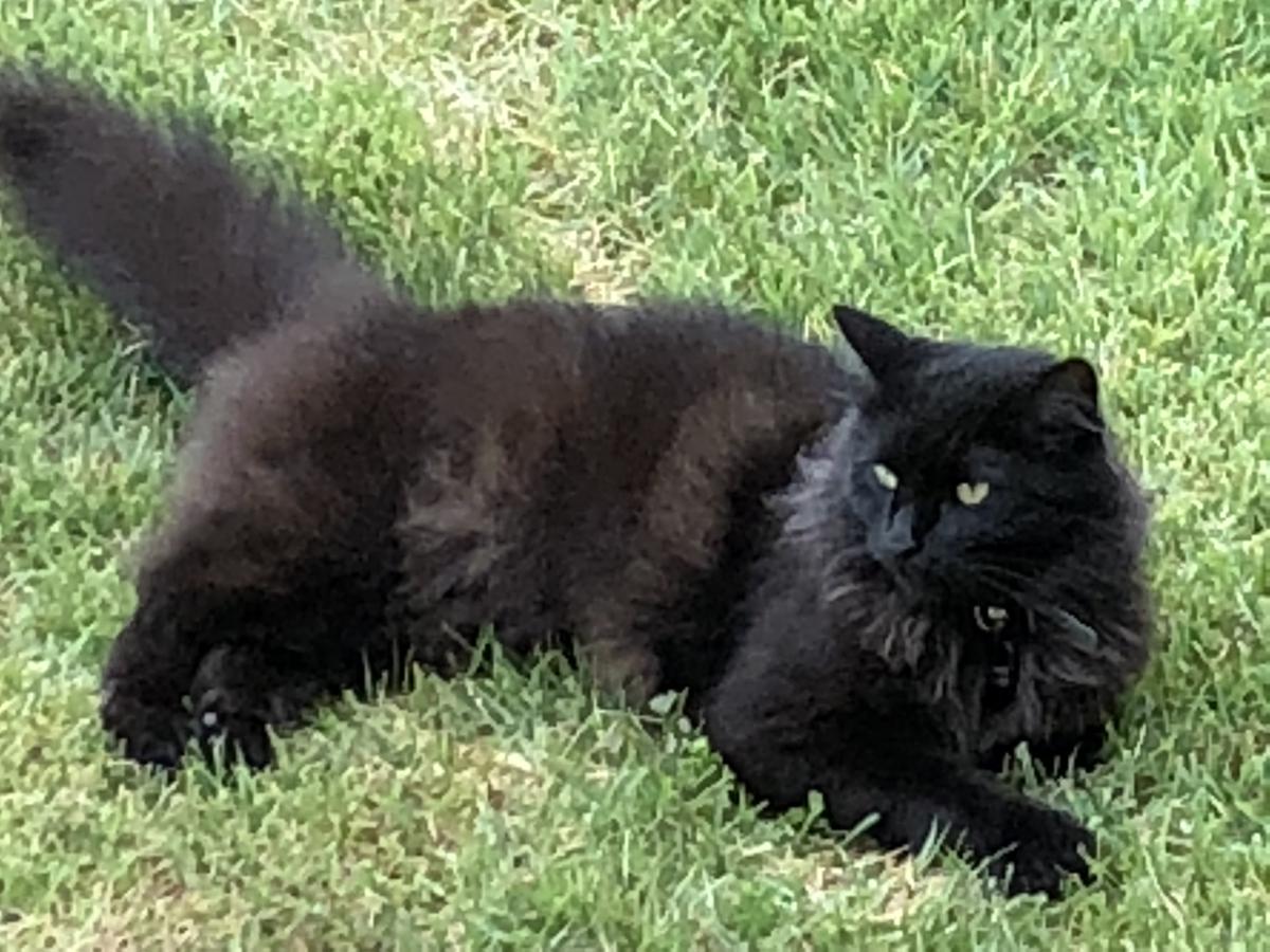Black domestic longhair cat