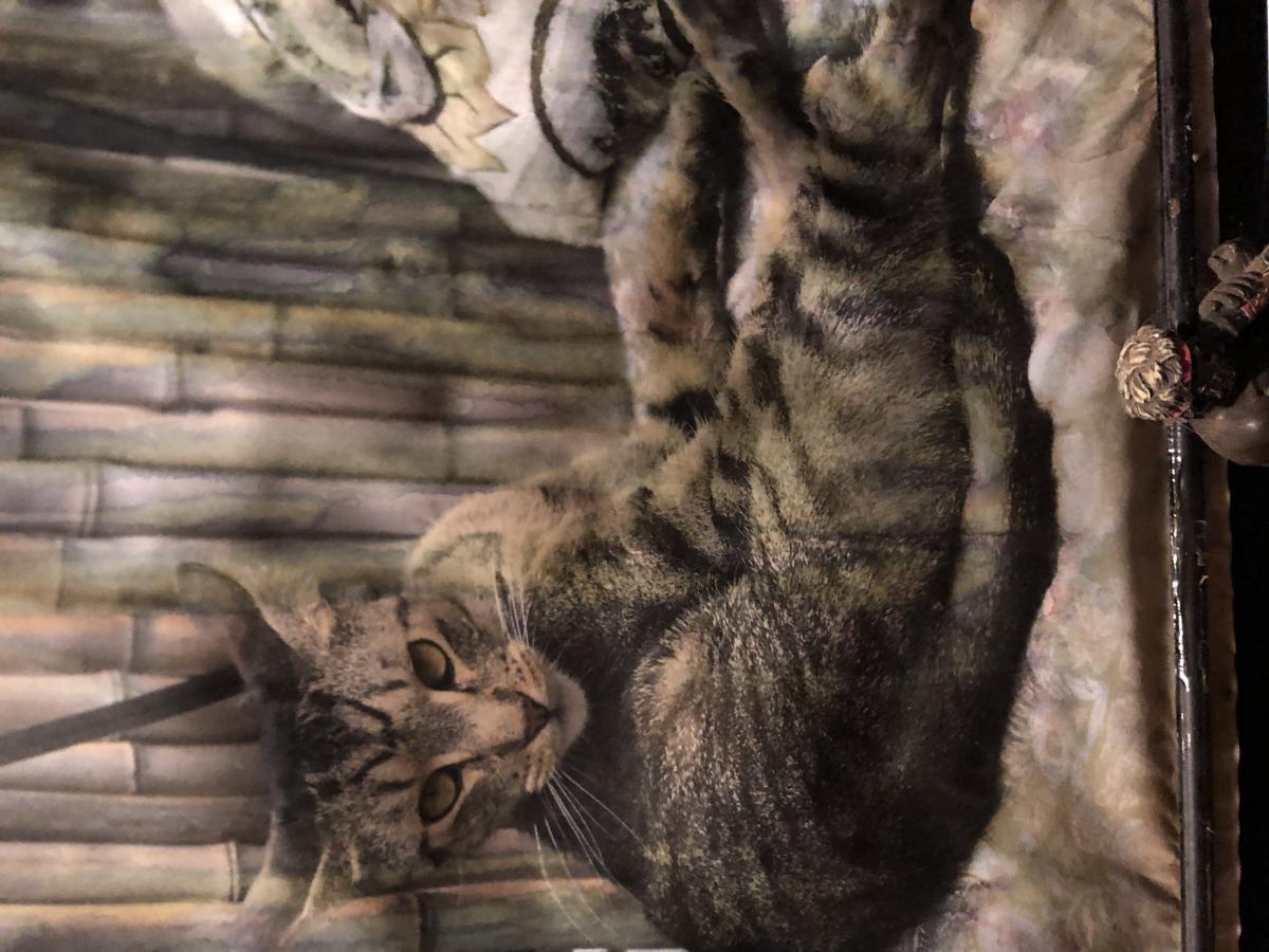 Image of Sekhmet, Lost Cat