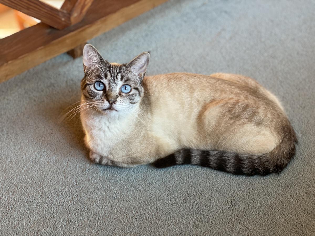 Lost Cat Lynx Point Siamese In Del Mar Ca Lost My Kitty