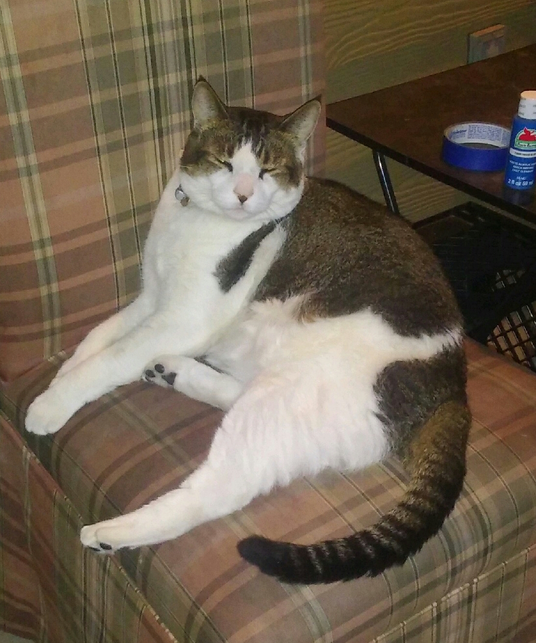 Lost Cat Unknown in OKLAHOMA CITY, OK Lost My Kitty