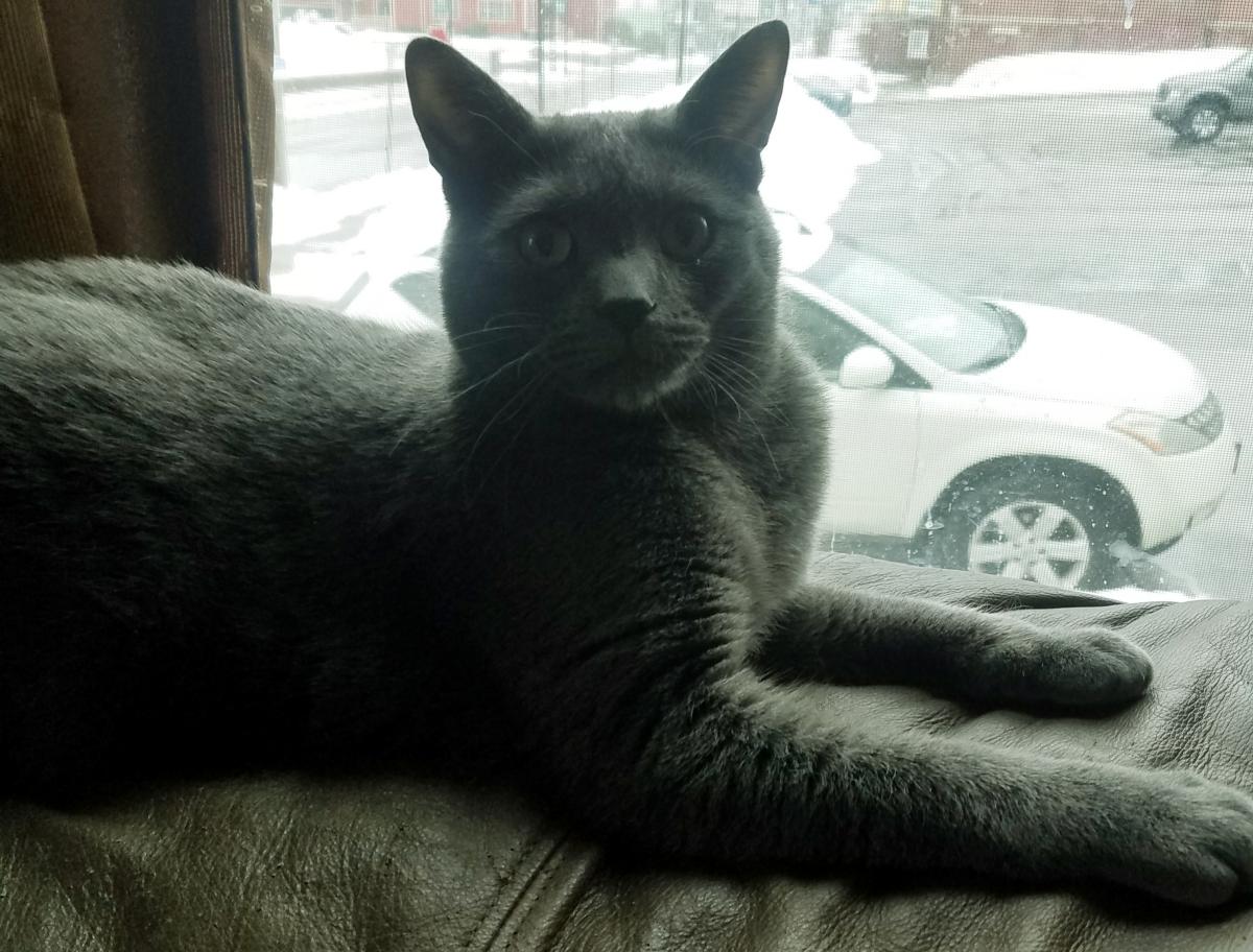 Lost Cat Russian Blue in MANCHESTER, NH - Lost My Kitty