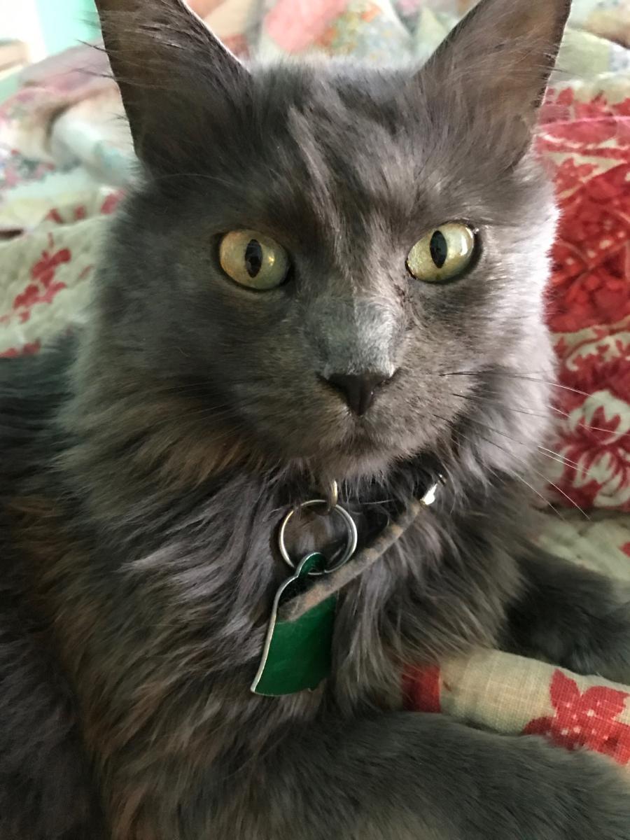 Image of Fancy Zimmerman, Lost Cat