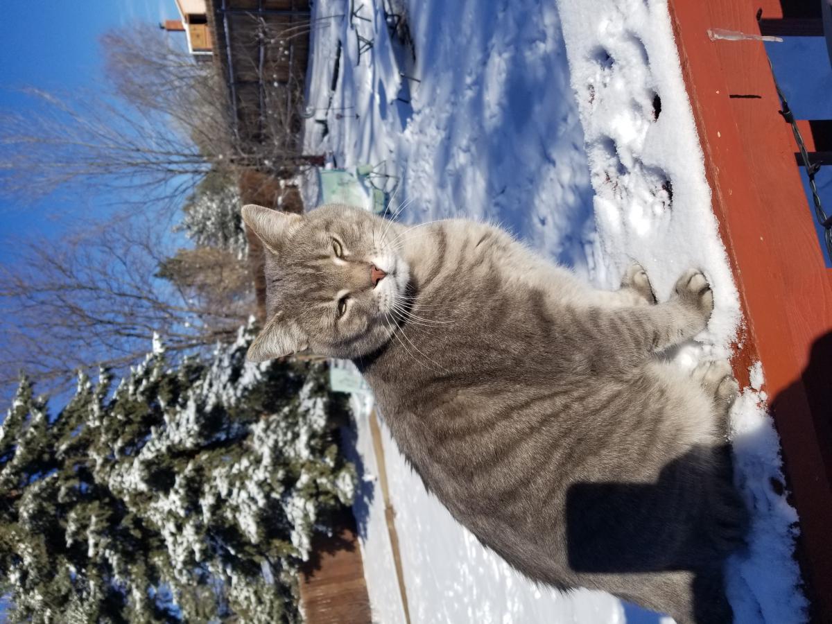 Lost Cat Russian Blue in COLORADO SPRINGS, CO - Lost My Kitty