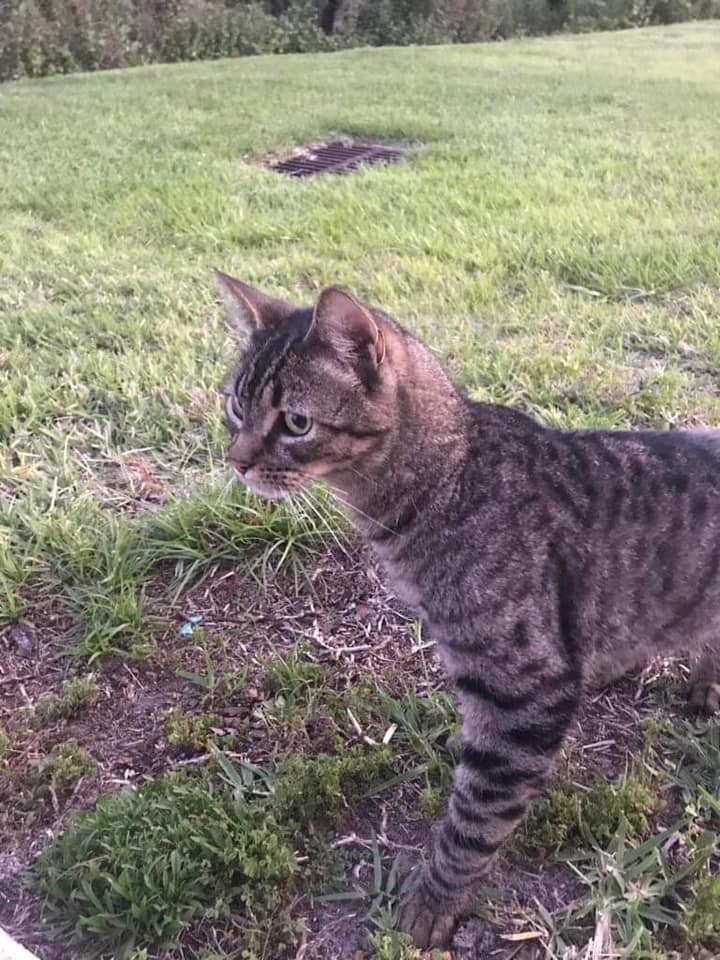 Found Cat Unknown in WESLEY CHAPEL, FL Lost My Kitty