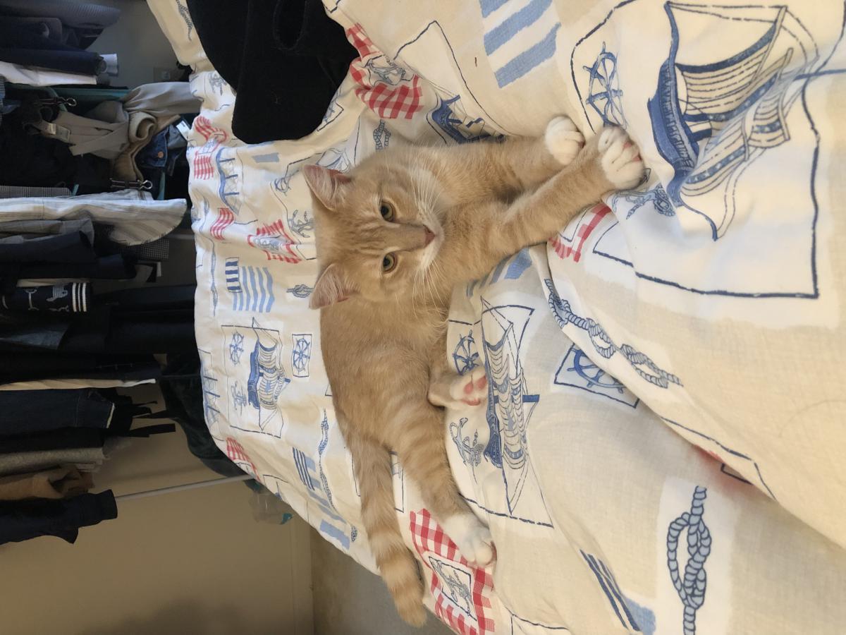 Lost Cat American Shorthair In Willimantic Ct Lost My Kitty