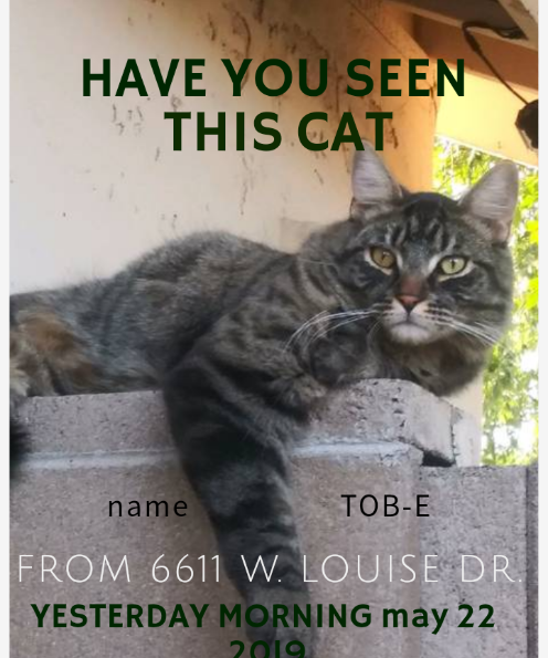 Image of Toe-B, Lost Cat