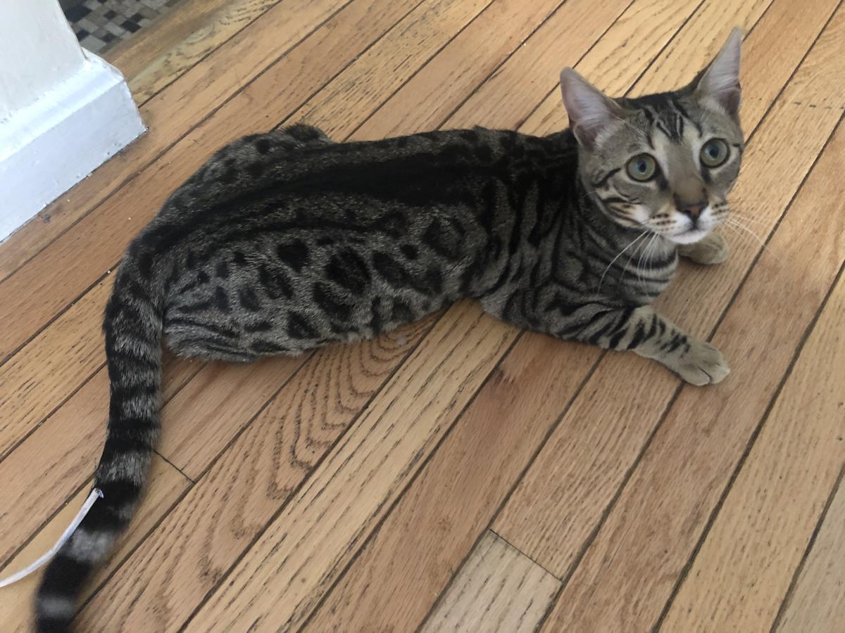 Lost Cat Bengal Cat In Belmont Ma Lost My Kitty