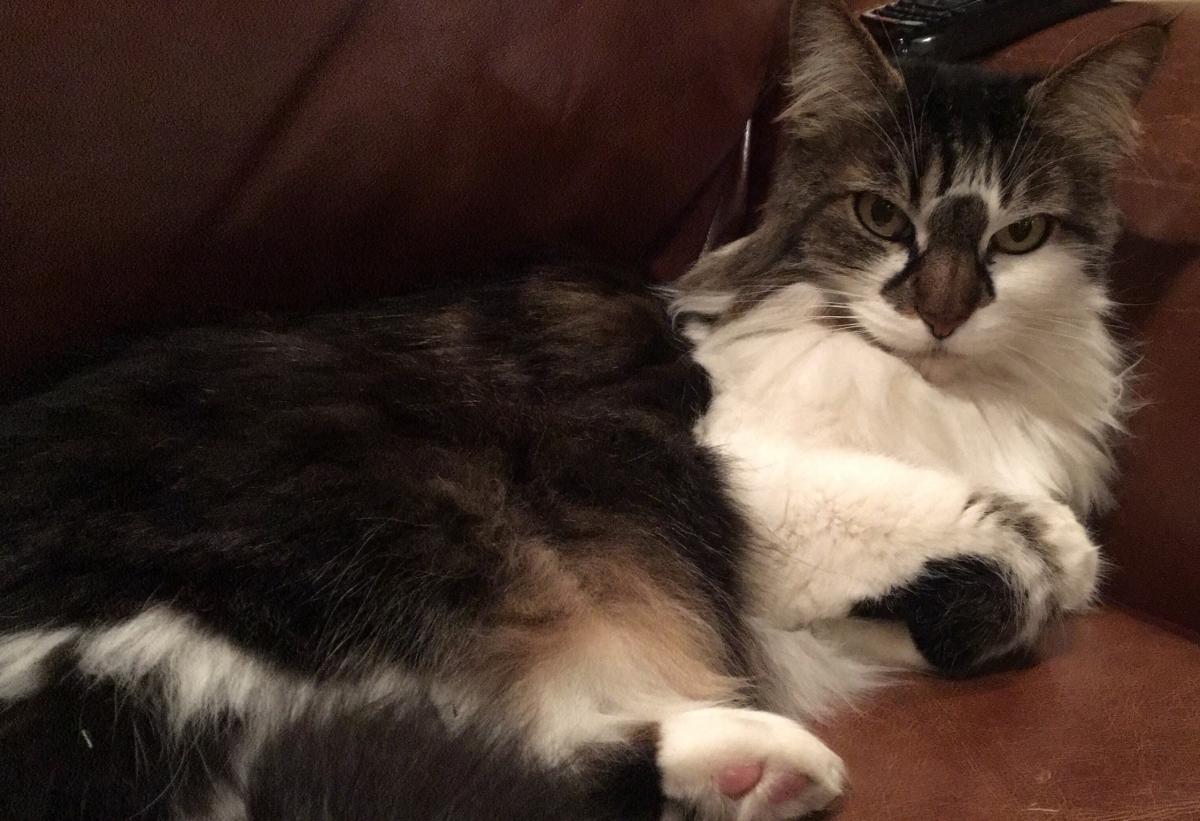 Lost Cat Unknown in WALNUT, CA Lost My Kitty