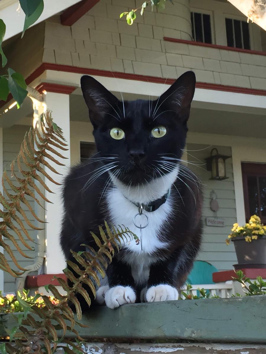 Lost Cat Mix in VANCOUVER, WA Lost My Kitty