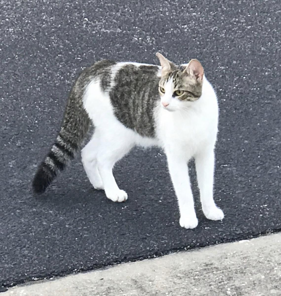 Cat adoption in Wesley Chapel, FL 33543 Tabby Cat "MJ"