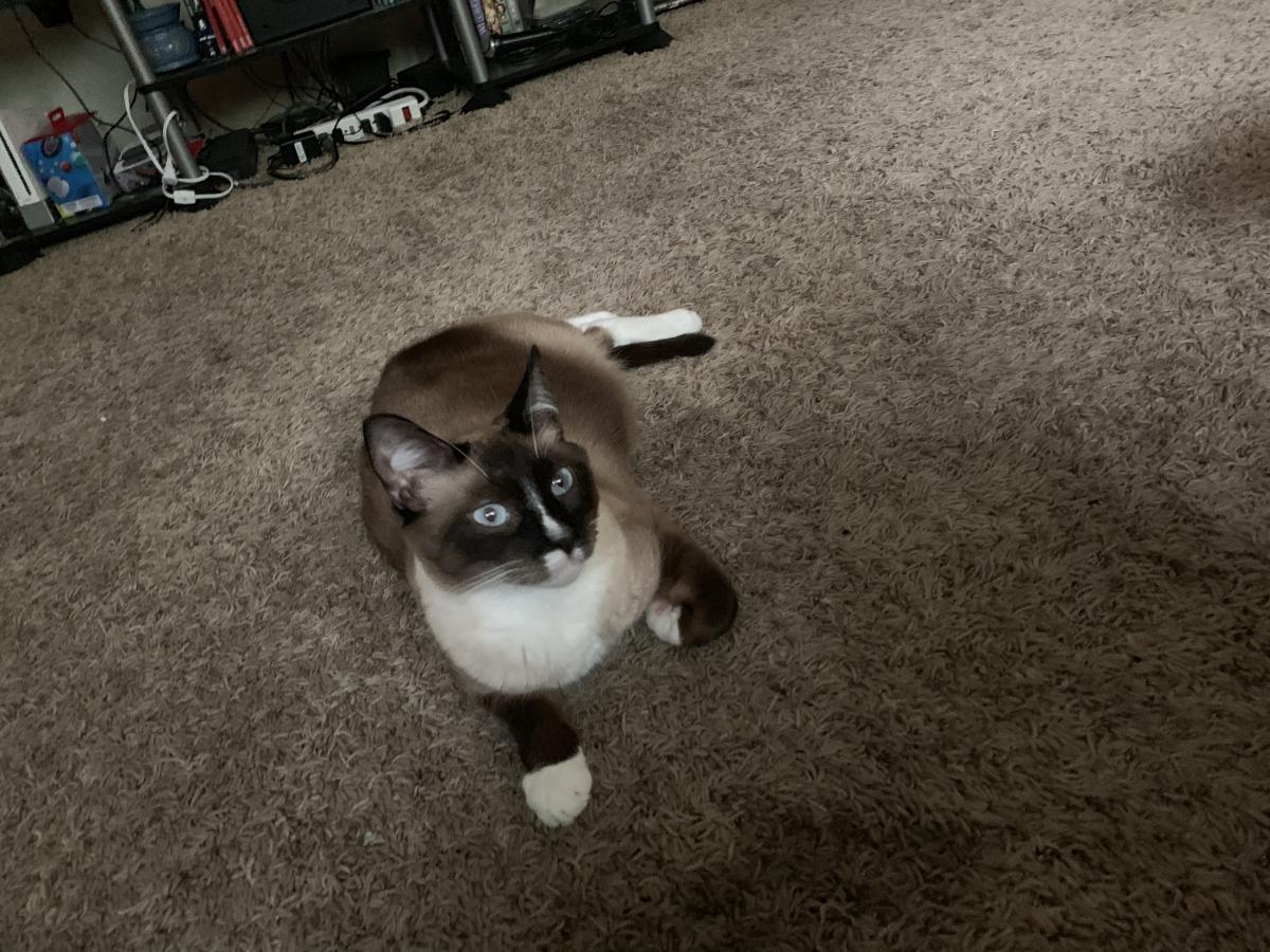 Found Cat Momo