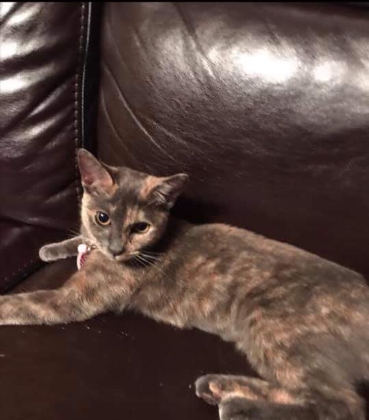 Lost Cat Other in WARWICK, RI - Lost My Kitty