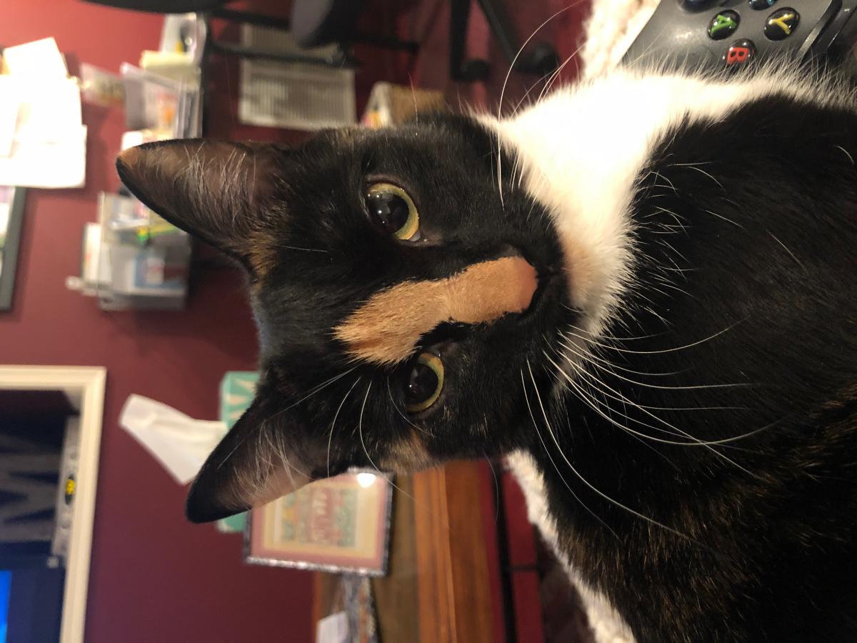 Lost Cat Domestic Medium Hair in EL PASO, TX - Lost My Kitty