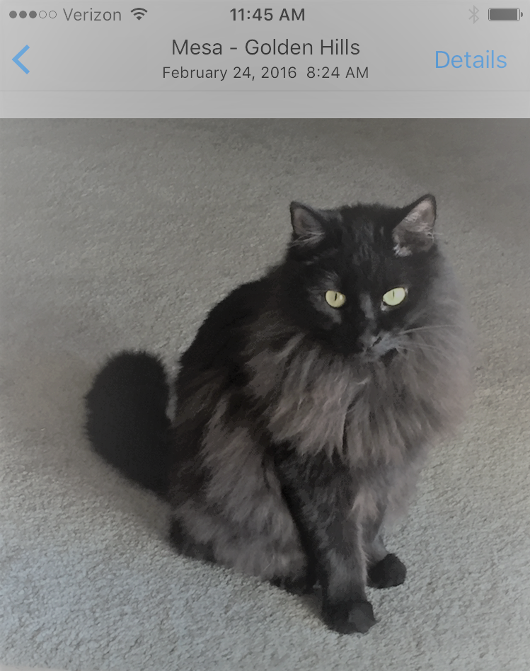 Image of Kitty Coco, Lost Cat