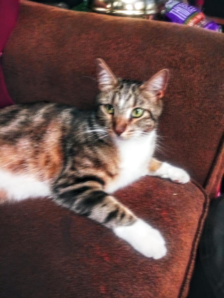 Lost Cat Unknown in ENCINO, CA - Lost My Kitty