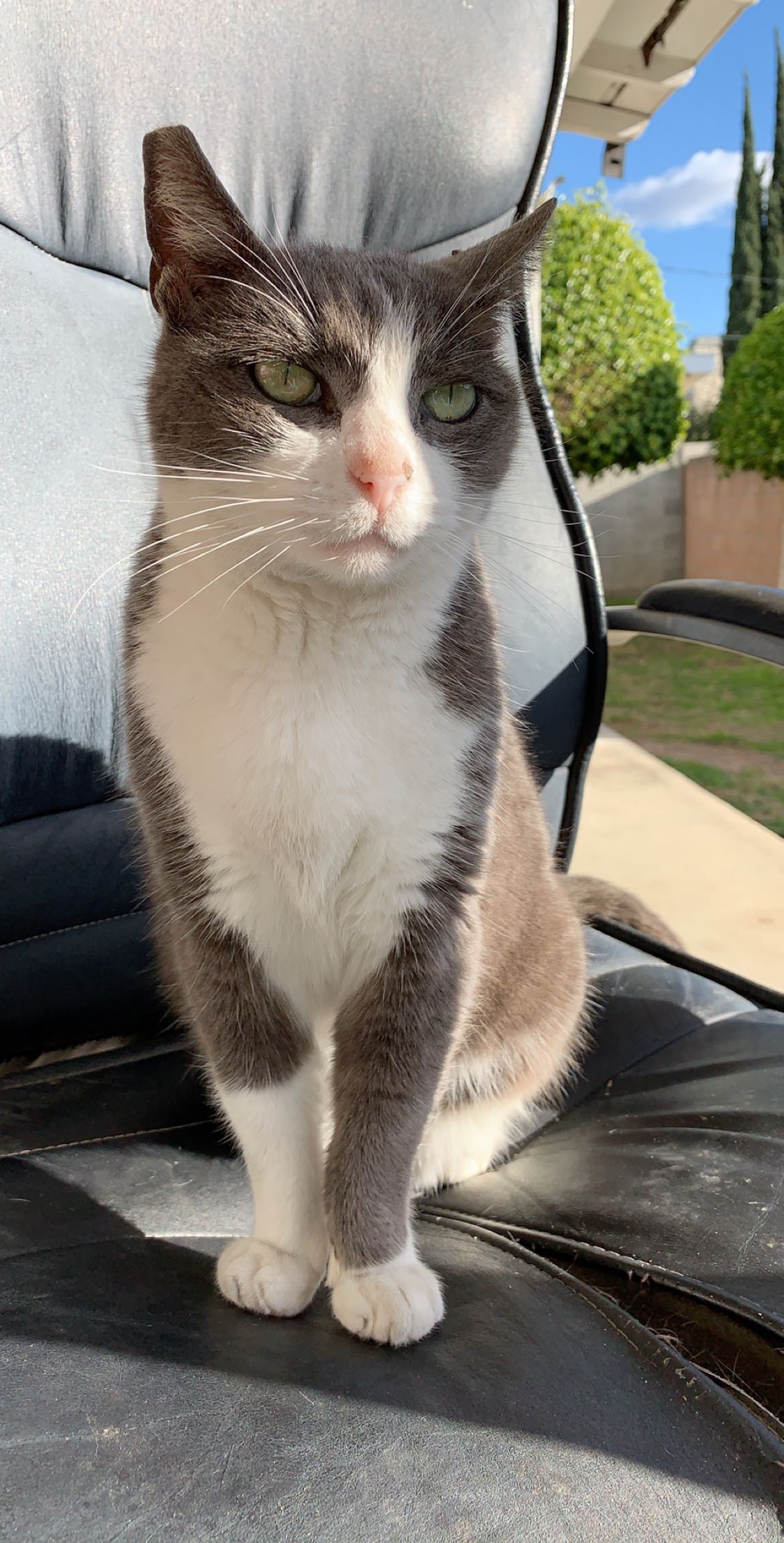 Lost Cat Unknown in EL MONTE, CA Lost My Kitty