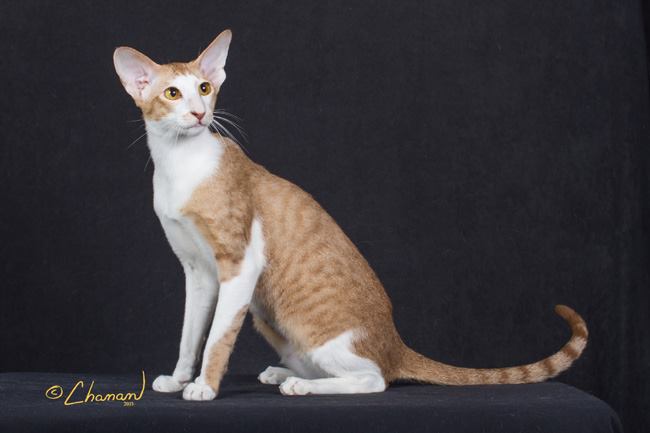 Image of Zhivago, Lost Cat