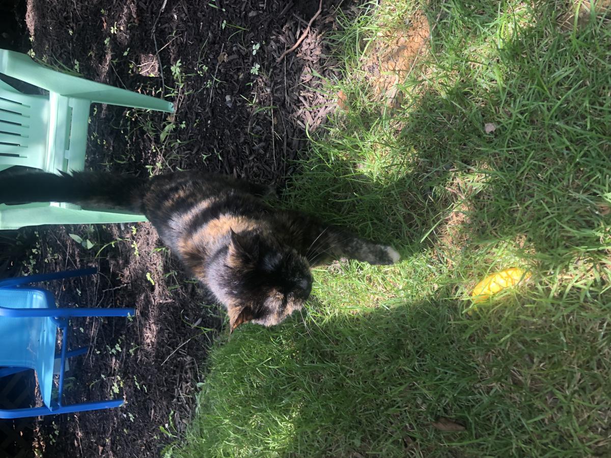 Found Cat Unknown in ALLENTOWN, PA Lost My Kitty