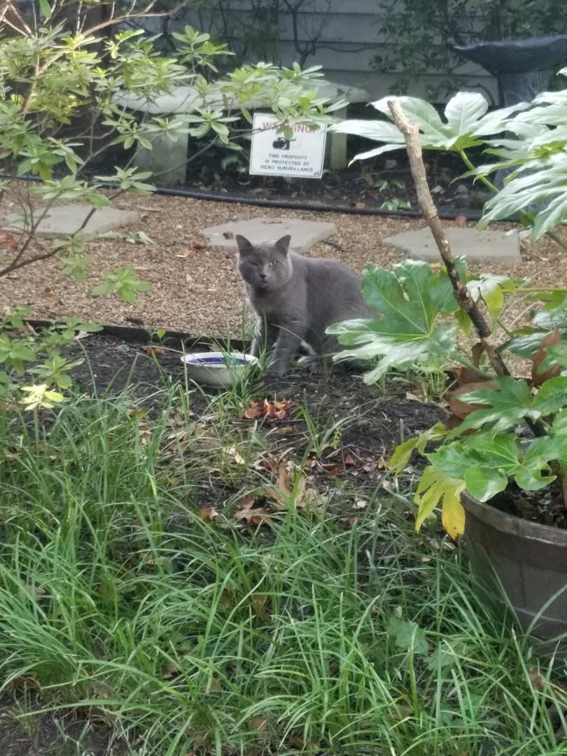 Found Cat Russian Blue in MEMPHIS, TN Lost My Kitty