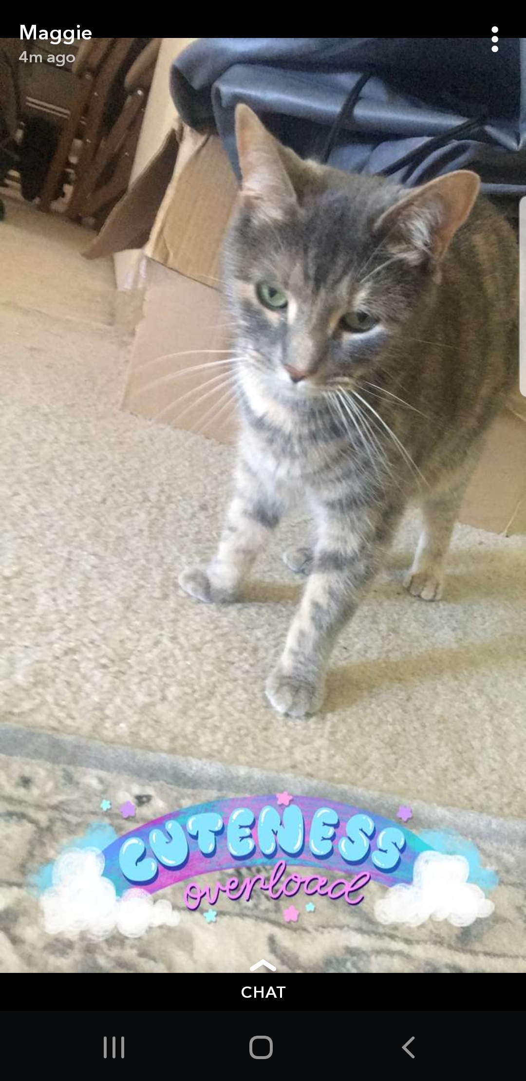 lost-cat-unknown-in-pittsburgh-pa-lost-my-kitty