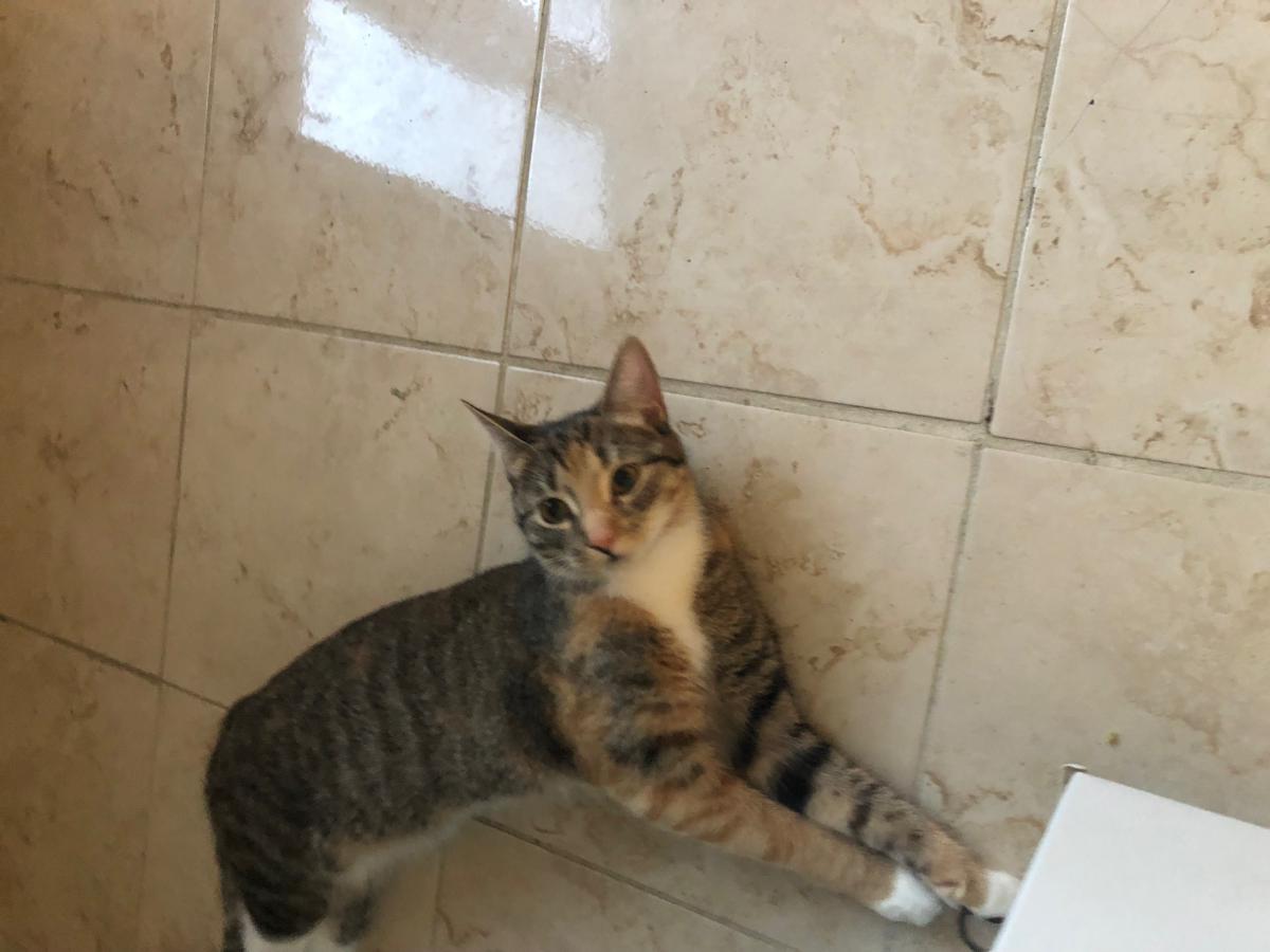 Lost Cat Unknown In Westborough Ma Lost My Kitty