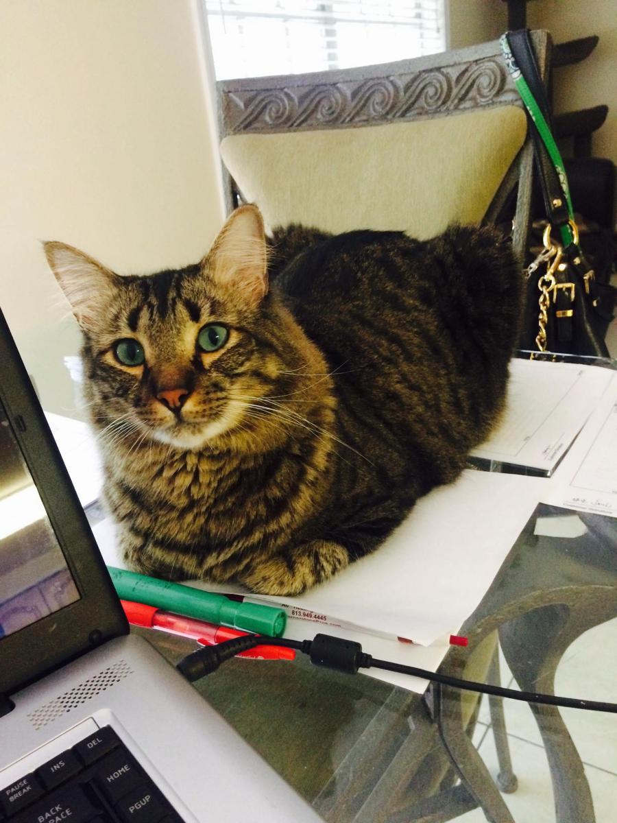 Lost Cat Maine Coon In Saint Petersburg Fl Lost My Kitty