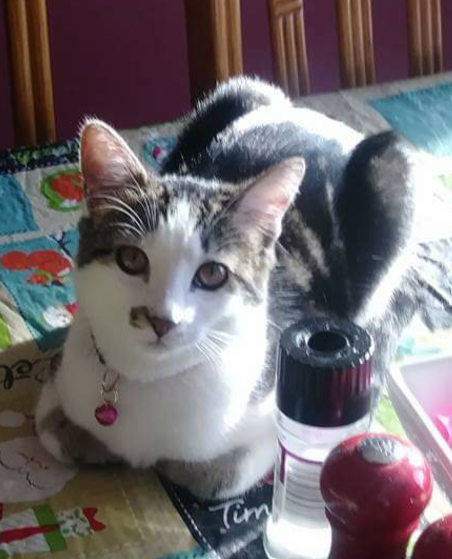 Lost Cat Domestic Short Hair in BLOOMINGTON, MN Lost My Kitty