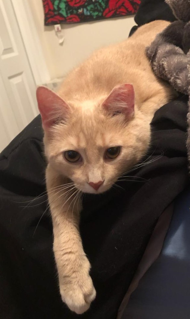 Lost Cat Unknown in DENVER, PA Lost My Kitty