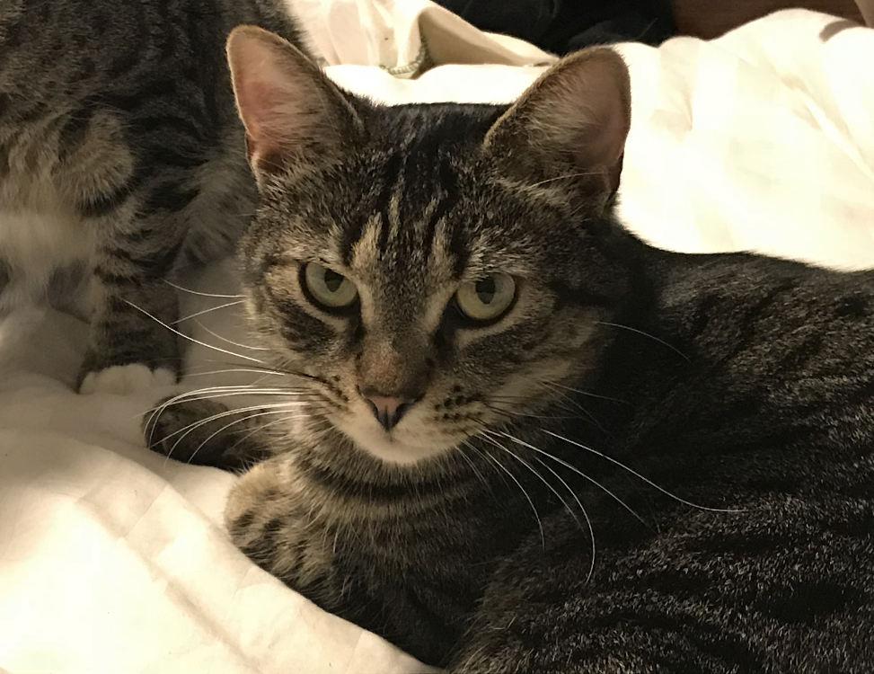 Lost Cat Domestic Short Hair In Bolton Ct Lost My Kitty