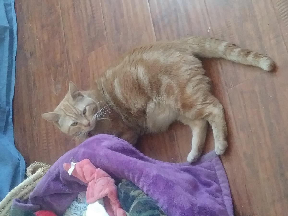 Lost Cat Domestic Short Hair in ARTESIA, CA Lost My Kitty