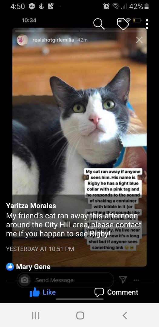 Lost Cat Domestic Short Hair in NAUGATUCK, CT - Lost My Kitty