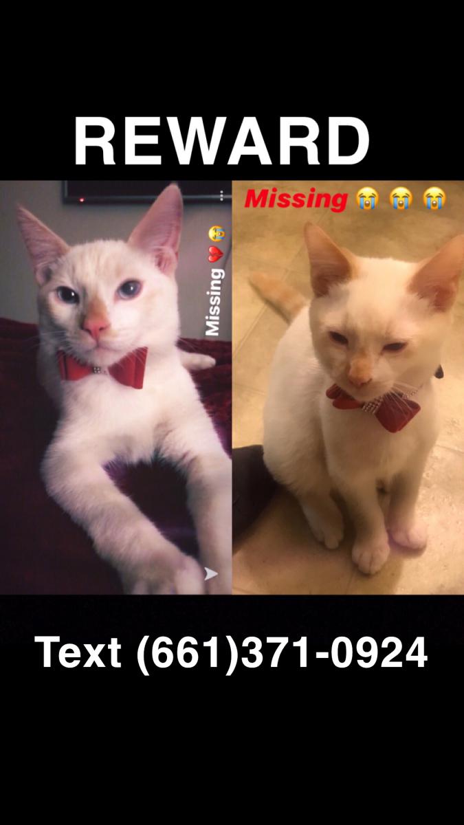 Image of Charming, Lost Cat