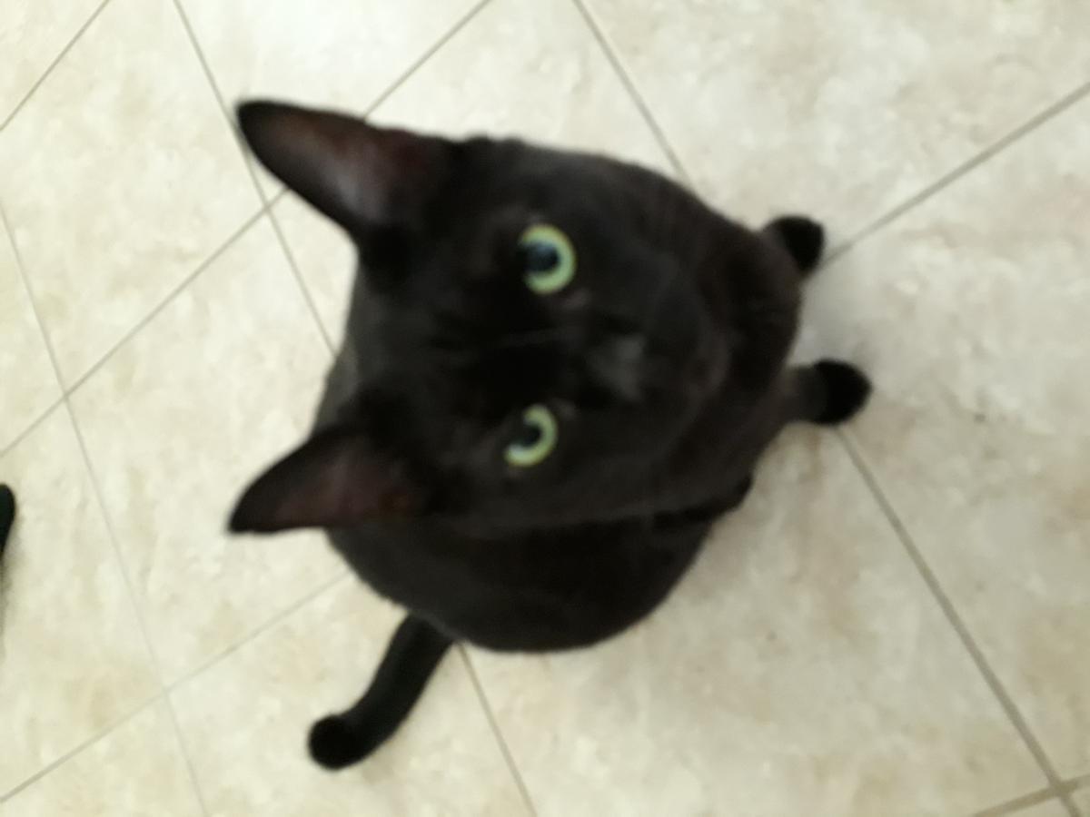 Image of Shaddow, Lost Cat