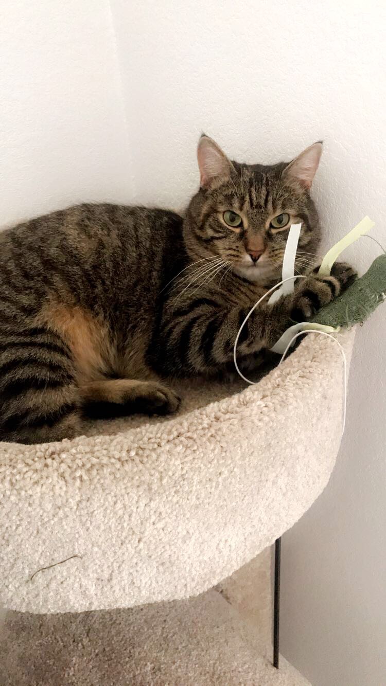 spring hill lost and found