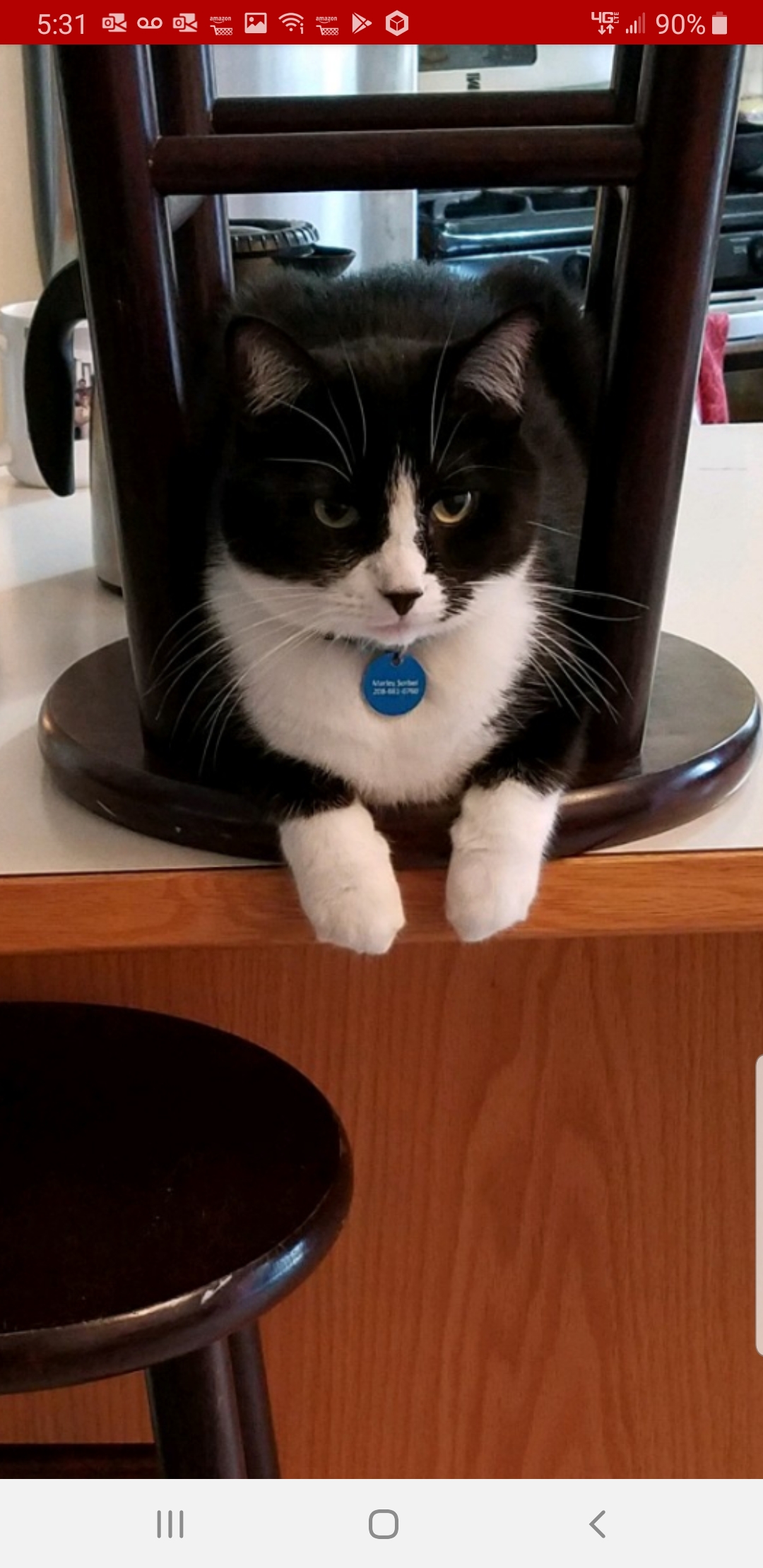 Lost Cat Other in COEUR D ALENE, ID Lost My Kitty