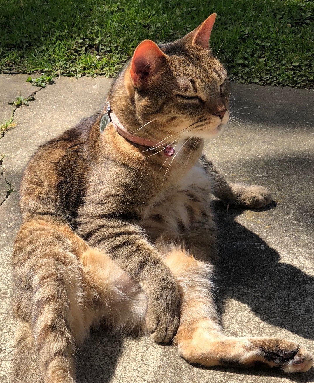 Image of Bijou, Lost Cat