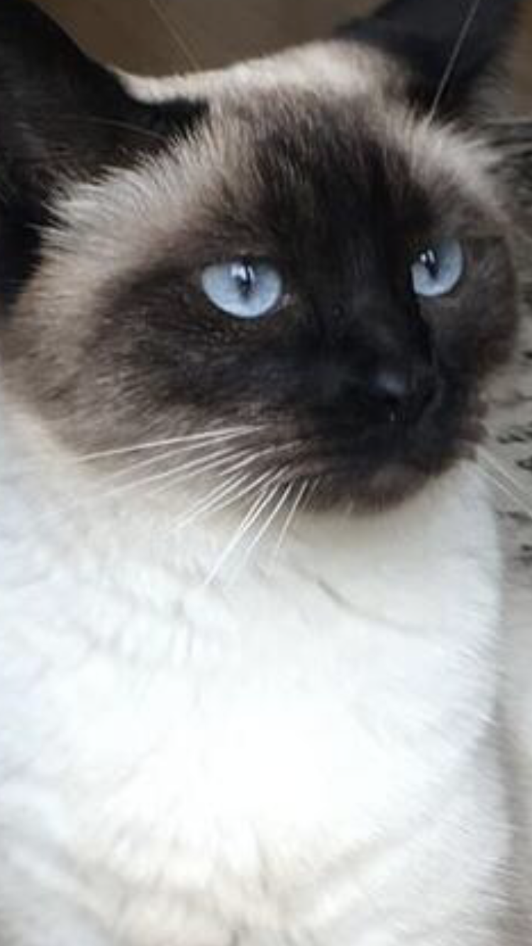 Lost Cat  Siamese in MASON  OH  Lost My Kitty