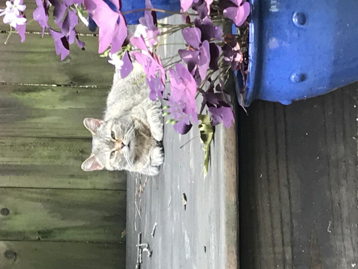 Image of Ms Kitty, Lost Cat