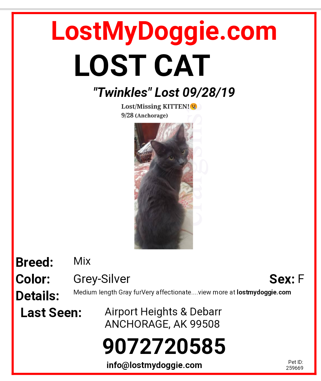 Image of Twinkles, Lost Cat
