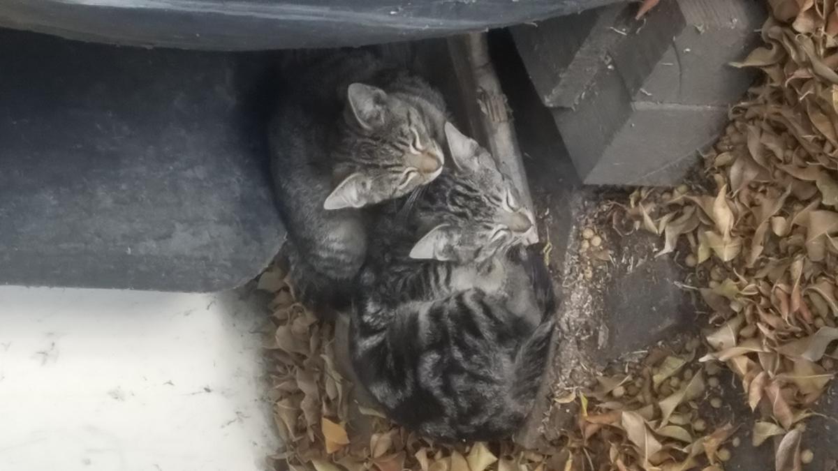 Image of Two Bonded Kittens, Found Cat