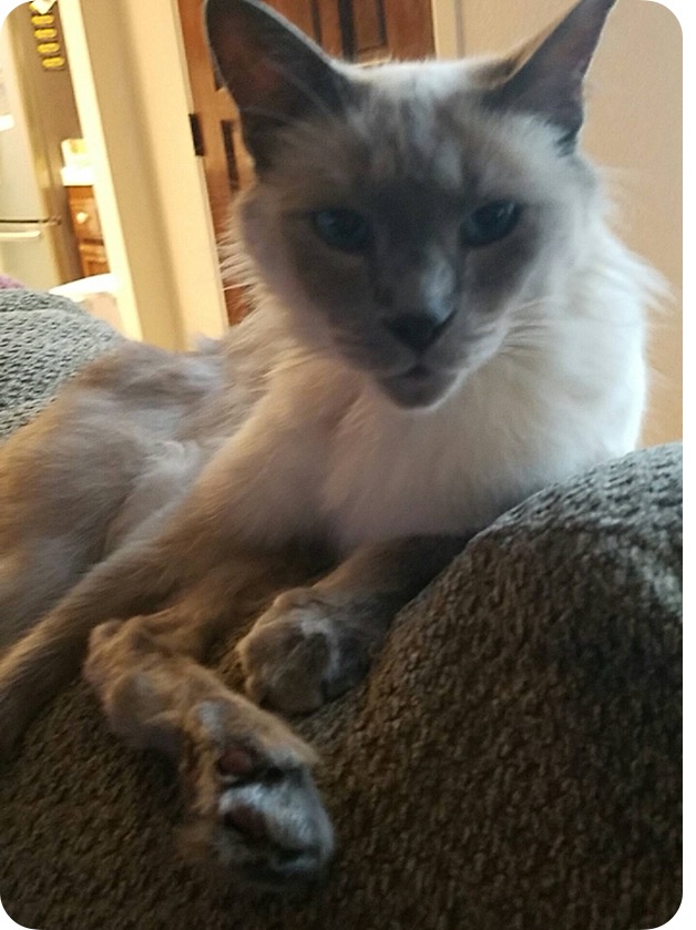 Lost Cat Balinese in SEAL BEACH, CA - Lost My Kitty