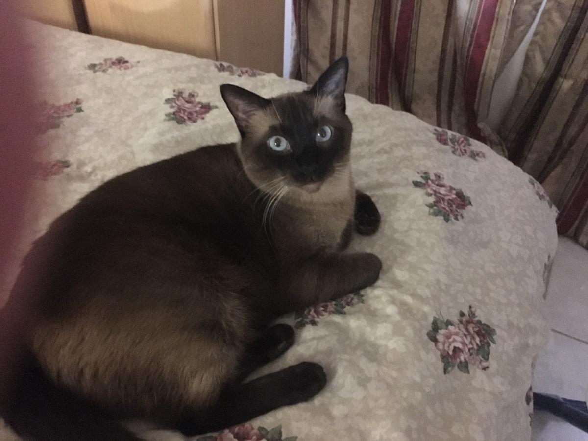 Found Cat Mocha