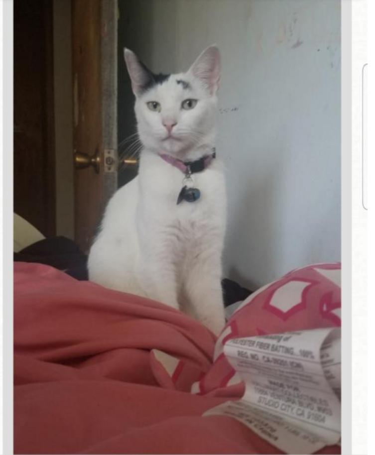 Image of Chasey, Lost Cat